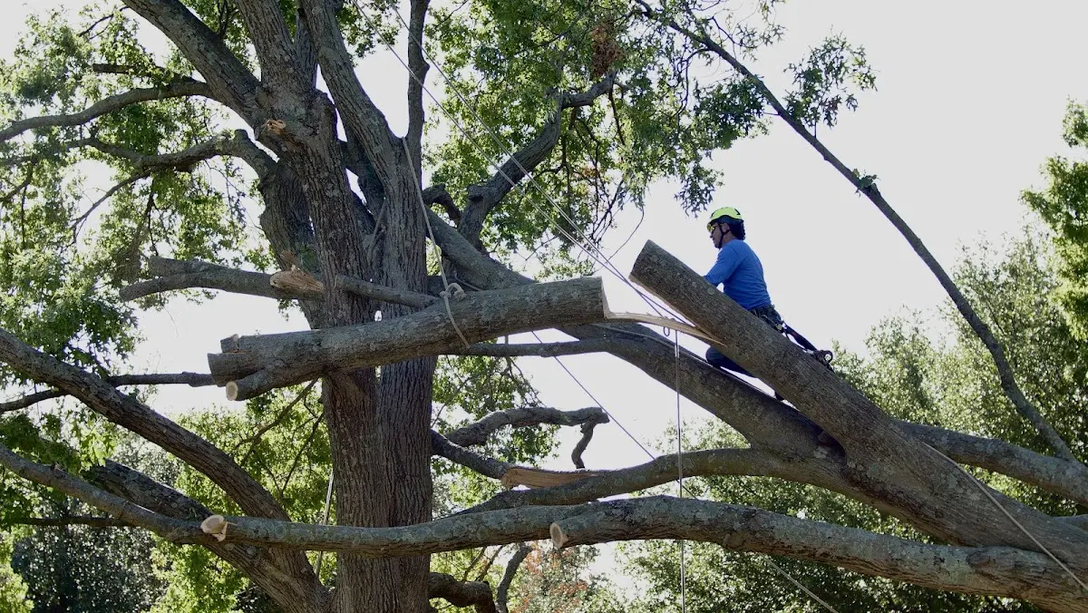 Professional Hazardous Tree Removal performed by certified arborists in Laredo