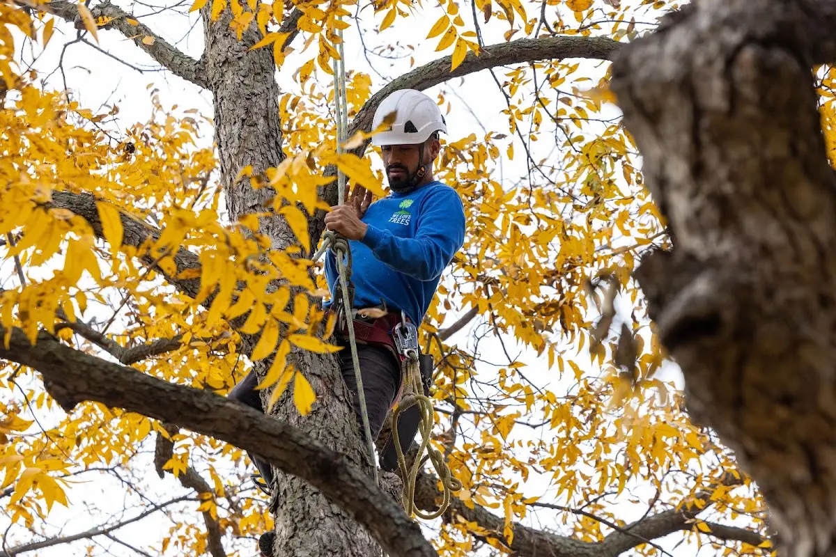 Skilled Tree Transplanting crew working in Laredo